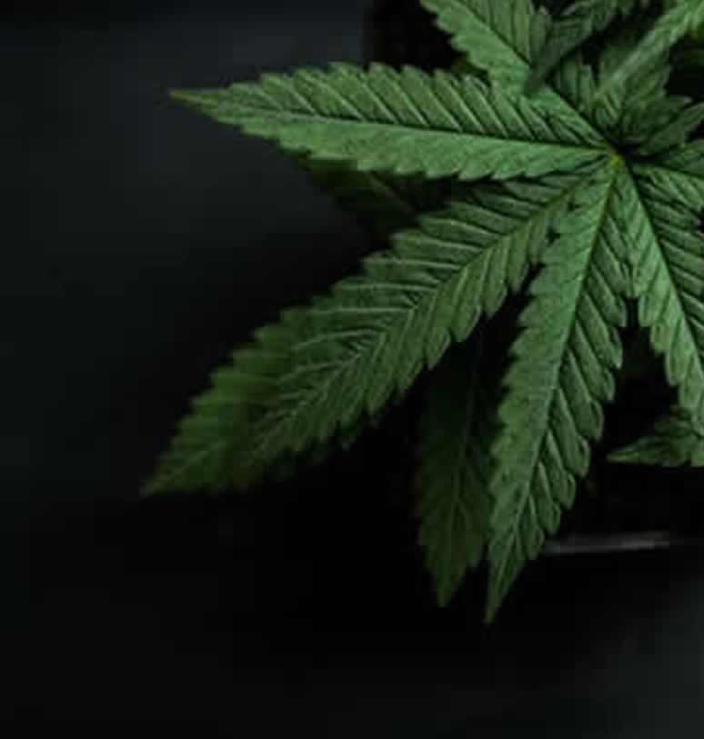 Καλλιέργεια βιομηχανικής κάνναβης στην Ελλάδα