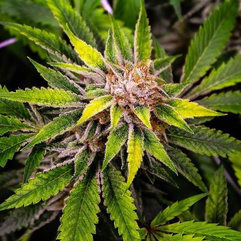 Βιομηχανική κάνναβη και διώξεις επαγγελματιών